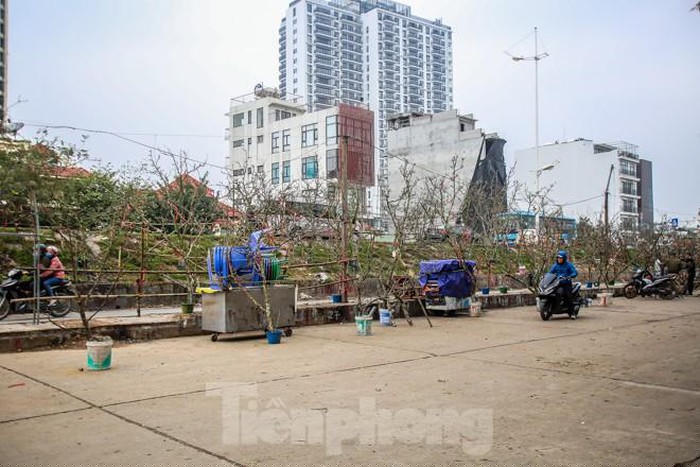 Cành lê rừng trắng muốt xuất hiện nhiều tại các con phố Hà Nội như Âu Cơ, Lạc Long Quân...đang hút khách sành chơi.