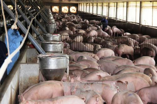 Tiền Giang đang áp dụng khoa học kỹ thuật chăn nuôi theo hướng an toàn. Ảnh: Lê Đức Hoảnh/TTXVN