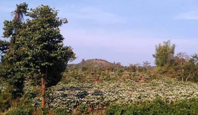 Nhìn những đồi Cà phê bung hoa nở trắng xoá, nối tiếp nhau chạy dài mãi làm cho bất cứ ai cũng sẽ rung động. (Ảnh Minh Trang)