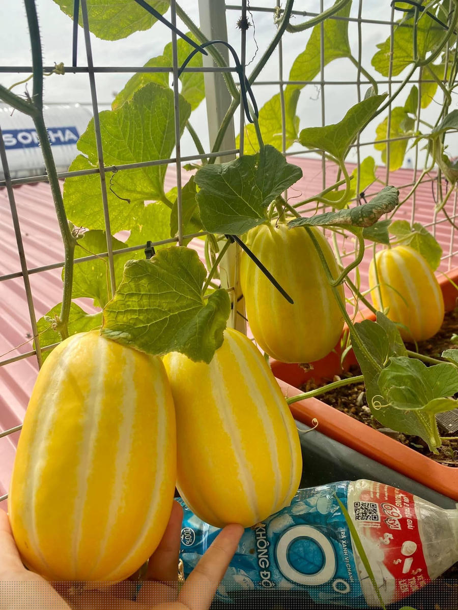 Chị tận dụng phân gà nhà nuôi để bón cho cây.