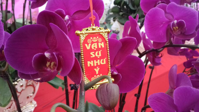 Với những người có điều kiện kinh tế, thì những chậu Lan đẹp như thế này mua về trưng tết thì quả thực đáng "đồng tiền, bát gạo" cả năm mọi việc may mắn, vạn sự như ý.
