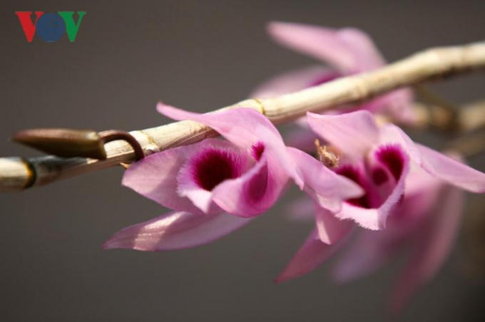 Rực rỡ hương sắc lan rừng Lai Châu