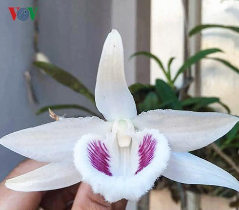 Một cánh hoa Lan đột biến cần đạt các yếu tố như: càng bầu, căng, bóng thì càng đẹp. Mắt xước, gọn, sạch, cách xa Thùy và không lem. Mũi hoa có mầu càng trắng, càng quý.