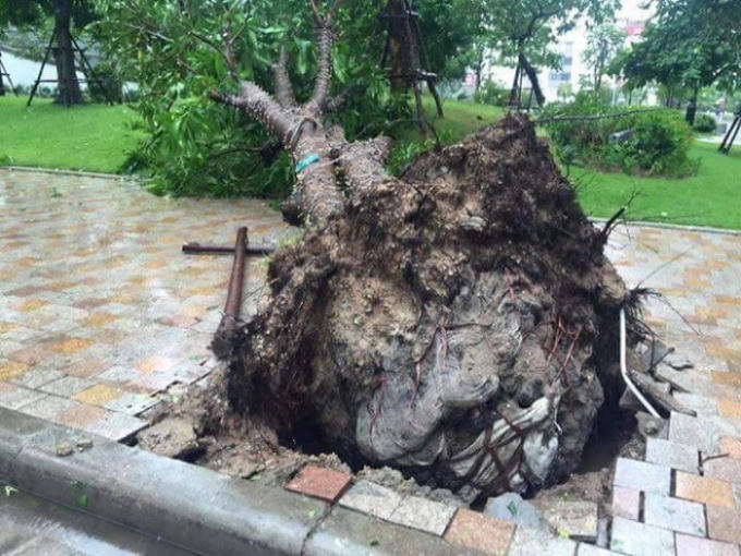 Rất nhiều cây còn nguyên ni lôn bọc dễ trên đường Nguyễn Chí Thanh.