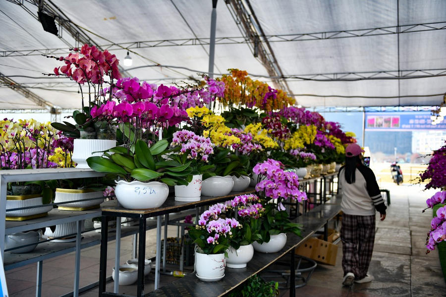 Tham gia chợ hoa xuân Hạ Long có các tổ chức, cá nhân sản xuất kinh doanh hoa, sinh vật cảnh, nông sản, sản vật vùng cao trong và ngoài tỉnh. Trong đó, thành phố ưu tiên các hộ sản xuất hoa, sản xuất sản phẩm OCOP thuộc địa bàn thành phố.