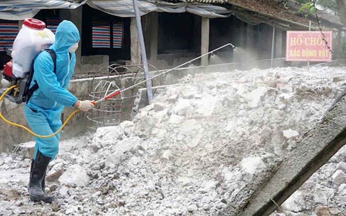 Cán bộ thú y huyện Yên Ðịnh (Thanh Hóa) phun hóa chất tiêu độc, khử trùng chung quanh khu vực chôn lấp lợn bệnh.