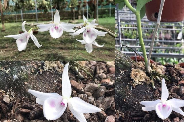 Một giò lan đột biến 5 cánh trắng, cao 80cm có giá vào khoảng 500 triệu đồng tại vườn của anh Hoàng Xuân.