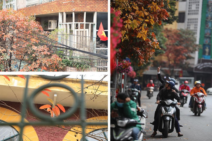 Hà Nội đẹp đến nao lòng mùa cây thay lá