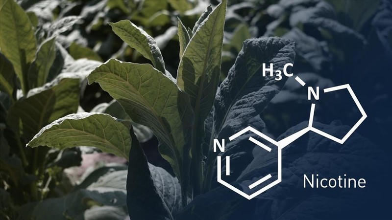 Hợp chất nicotin có nhiều ứng dụng trong đời sống.
