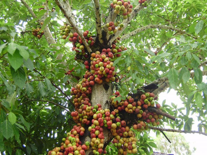 Kỷ niệm ùa về với cây sung, bến nước và người em gái nhỏ quê nhà.