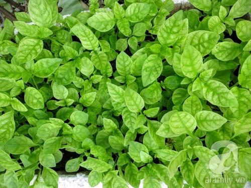 Những ngọn rau mồng tơi xanh non mơn mởn.