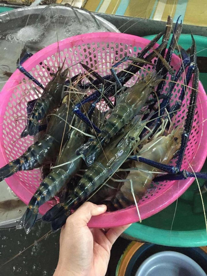 Tôm càng xanh tươi được vận chuyển tận nơi