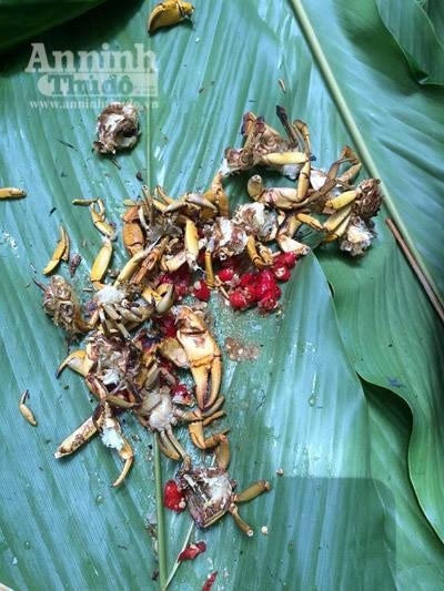 Trong suốt gần 1 tháng ở rừng già, các trinh sát đã chịu bao vất vả gian khổ. Lương khô hết, không thể về bản, các trinh sát bắt cua suối để nướng ăn