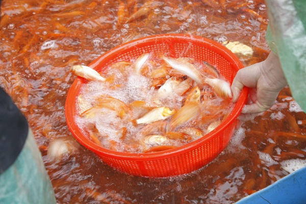 Những thùng cá với những con cá chép vàng rực được tiểu thương cân bán cho khách hàng.