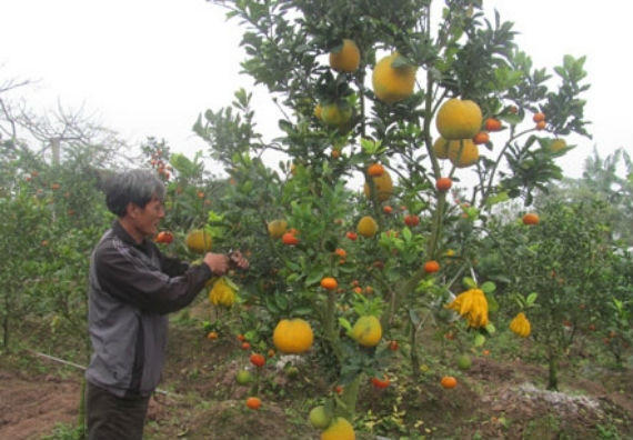 Lao động sáng tạo đã giúp ông Lê Đức Giáp nảy sinh ra ý tưởng ghép nhiều loại quả trên một thân cây