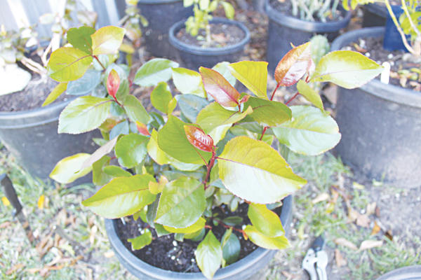 Cây thiên đường.