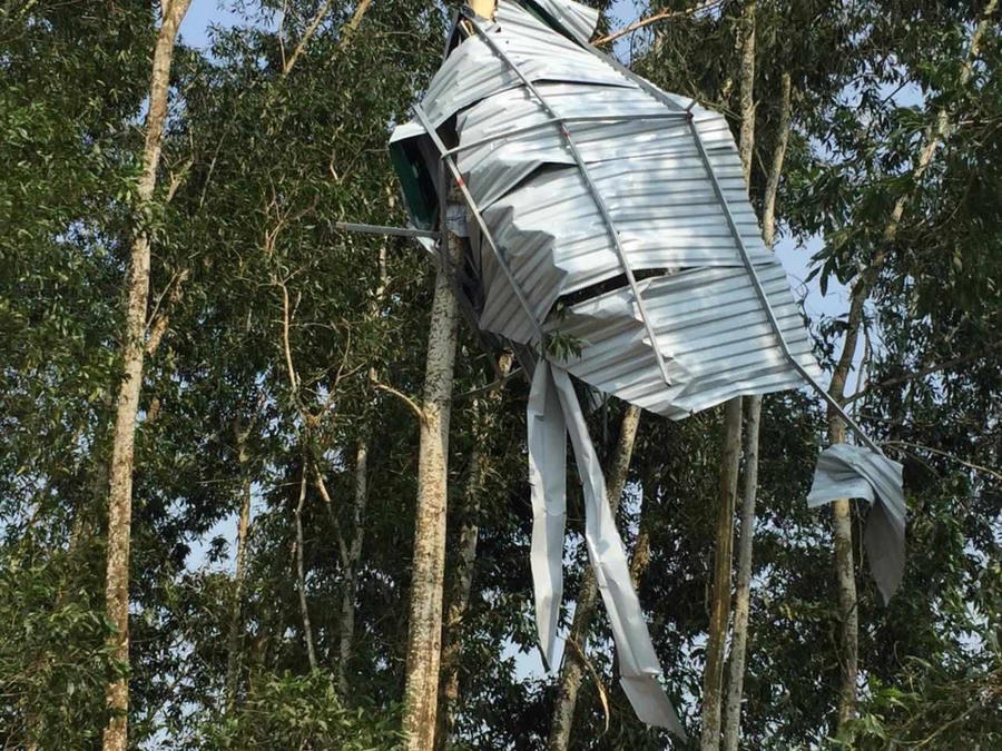 Gió to cuốn phăng mái tôn lên ngọn cây.