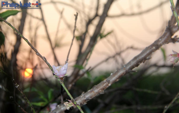 Nhưng thời tiết là yếu tố quyết đinh rất lớn đến nguồn thu nhập của những người làm nông.
