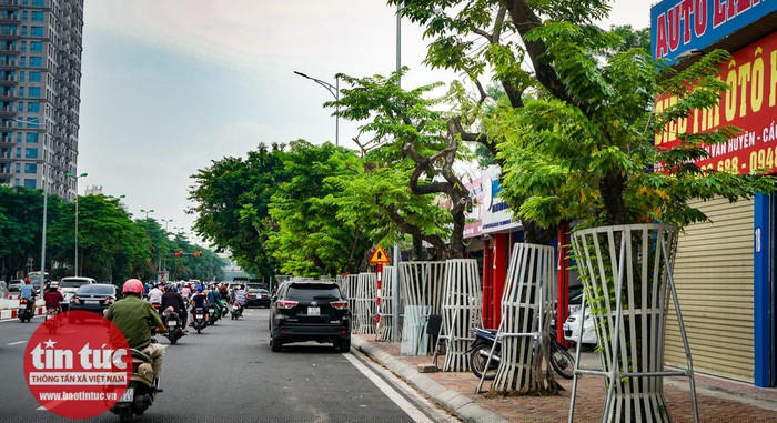 Có 8/32 cây sưa đỏ trên đường Nguyễn Văn Huyên được “cấp cứu” bằng những túi dung dịch này.