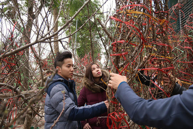 So với các loại đào khác, đào rừng có dáng thế tự nhiên, hoa và nụ nhiều đặc biệt có thể chơi Tết hàng tháng. Chính vì thế, vài năm trở lại đây, chơi đào rừng trở thành xu thế được nhiều người ưa chuộng.