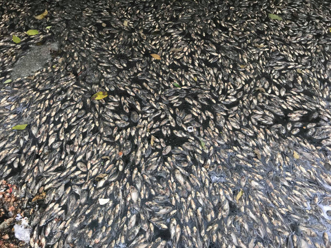 C&aacute; chết nổi d&agrave;y đặc tr&ecirc;n d&ograve;ng k&ecirc;nh ngay giữa l&ograve;ng th&agrave;nh phố Vinh