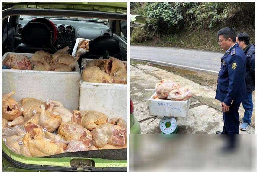Số thịt gà được vận chuyển trên xe không có giấy tờ, nguồn gốc xuất xứ. Ảnh: CA Bắc Kạn.