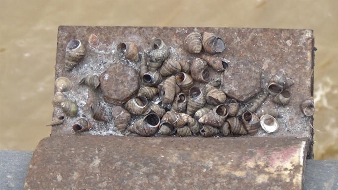 Các loài thủy sinh đã chết vì kiểu phóng sinh cẩu thả của người dân