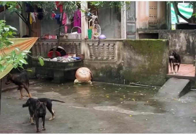 Bé trai 7 tuổi bị đàn chó dữ cắn tử vong.