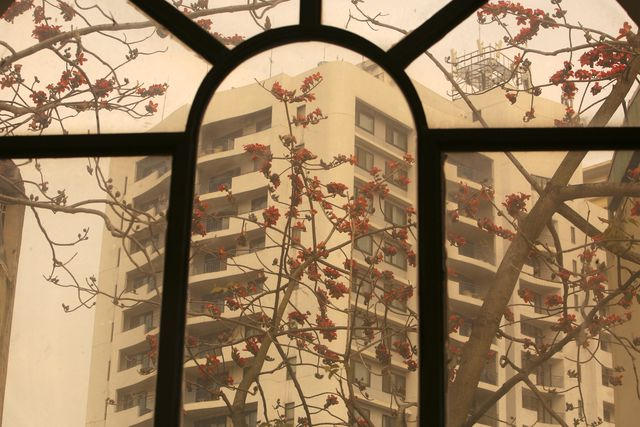 Những chùm hoa gạo được nhìn thấy từ ô cửa kính cho cảm giác hoài cổ.