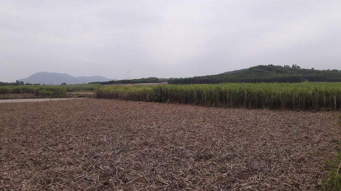 Việc  "tranh mua, tranh bán" mía nguyên liệu dẫn đến nhiều hệ lụy không đáng có ở Nghệ An.