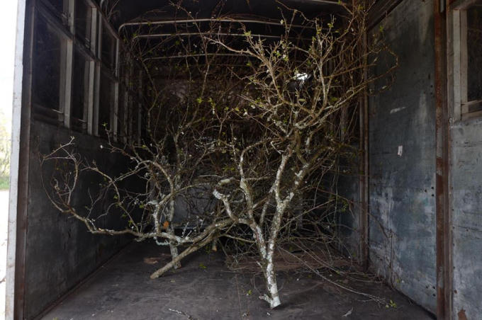  Những cây già, thân cây có rêu phủ, sần sùi giá càng cao.