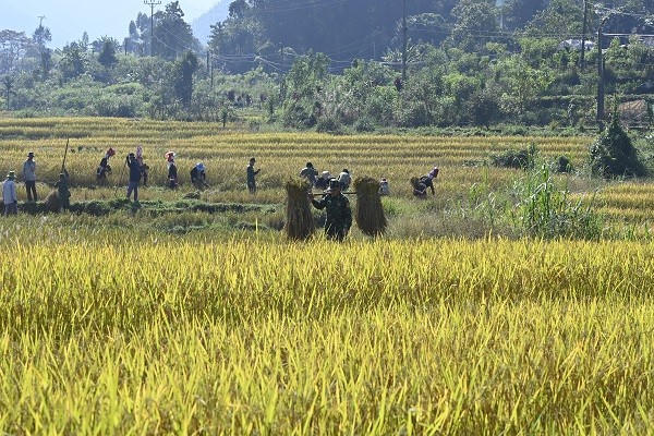 BĐBP tỉnh Quảng Ninh giúp người dân vùng biên giới Bình Liêu gặt lúa.