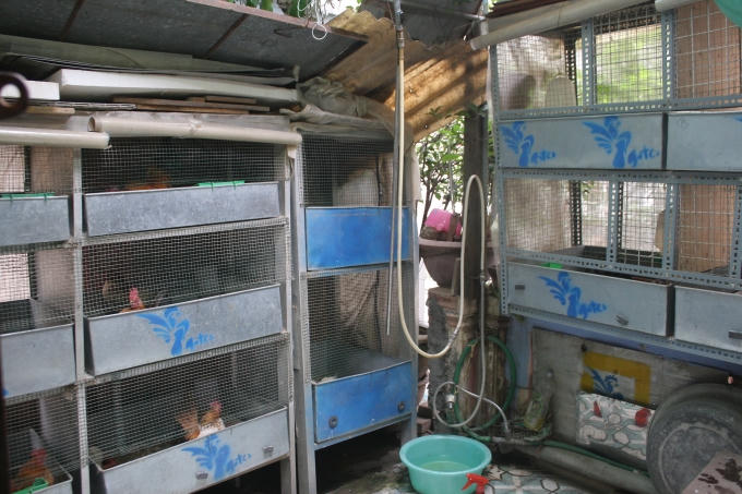 Ý tưởng nuôi giống gà độc đáo có tên Serama này chính là Trần Lĩnh Huế, chàng trai 27 tuổi (Quán Thánh, Hà Nội). Anh bắt tay vào thực hiện từ năm 2010.                                           Ở Việt Nam, gà Serama được nhiều tay chơi sinh vật cảnh săn lùng bởi dáng đứng vương giả và màu lông đẹp, khác biệt so với các loại gà cảnh khác trên thị trường.                       Một con gà Serama có trọng lượng chỉ từ 300 - 500g                      Với những con gà dáng đẹp, lông có màu độc lạ, như: màu vàng chanh, màu mơ hay xám có thể được định giá lên tới vài chục triệu, thậm chí là cả trăm triệu.                       Đây là giống gà được dân chơi rất thích bởi dáng đứng và sự nhỏ nhắn                     Mỗi ngày, ngoài việc dành thời gian cho gà tắm nắng, anh Huế còn dành từ 1-2 tiếng để tỉa lông cho gà                     Nhìn những con gà này, ít người nghĩ nó chỉ bé vừa đủ nằm gọn trên tay người chơi