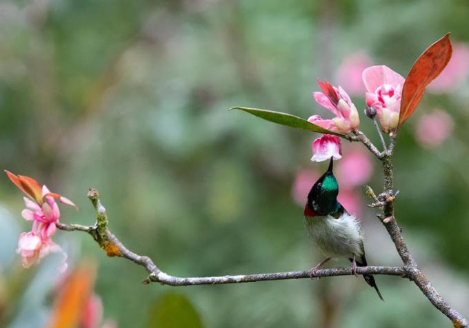 ...hay chú chim đuôi nhọn hút mật luôn được xem là điểm nhấn để các tay máy chọn bấm ghi lại.