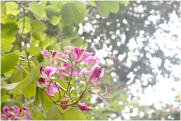 Vẻ đẹp hoang sơ, dịu dàng của những cánh ban làm nao lòng biết bao người mà không thể nào bỏ lỡ.  Hoa ban không sinh ra trên mảnh đất  Thủ đô  nhưng từ lâu đã trở thành một phần quen thuộc không thể thiếu trong tiềm thức nhiều người dân  Hà Nội.