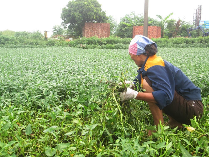 Rau muống bẩn tr&ecirc;n b&atilde;i tha ma tr&agrave;n ngập H&agrave; Nội