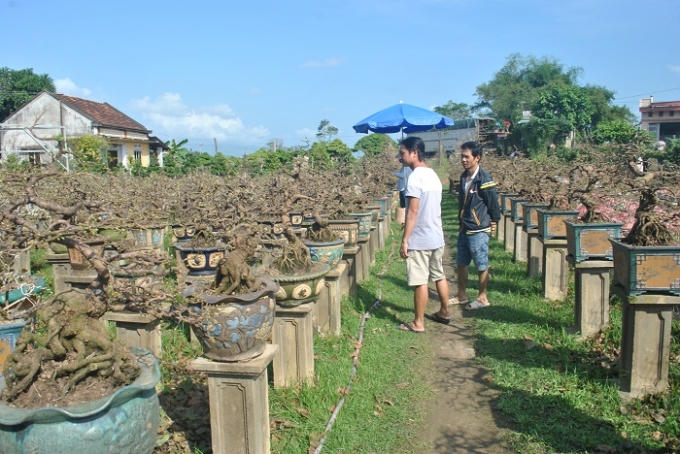 Cùng với mai truyền thống, mai bonsai năm nay cũng thu hút được nhiều người quan tâm. Trong ảnh là vườn mai bonsai của ông Nguyễn Trí Tuấn (57 tuổi, làng Thanh Liêm), đây là vườn mai bonsai lớn nhất Nhơn An.