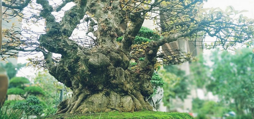 Cây lộc vừng "Cửu đồng đại địa" 200 tuổi sừng sững uy thâm!