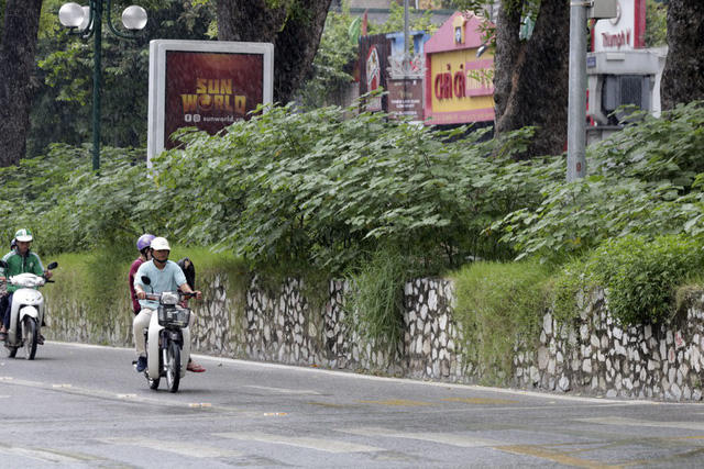 Dải phân cách cùng với cây dại che khuất tầm nhìn trên đường phố.