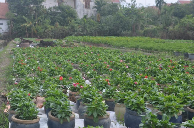 Chỉ còn 1 tháng nữa đến Tết Nguyên Đán sẽ đến, không khí ngày những ngày này ở làng hoa An Phú Đông nhộn nhịp hẳn lên. Trong ảnh: khu trồng hoa dừa cạn kiểng.