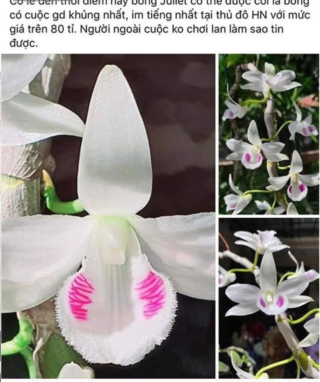 Thương vụ giao dịch lan 83 tỷ đồng khiến cộng đồng mạng dậy sóng