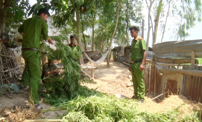 Lực lượng Công an và ông Út nhổ và lập biên bản tạm giữ số cây cần sa trên