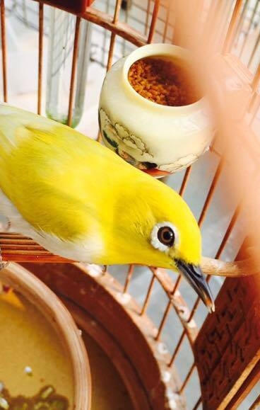 Hoàng khuyên mắt đen có giá khoảng 6.000 USD.