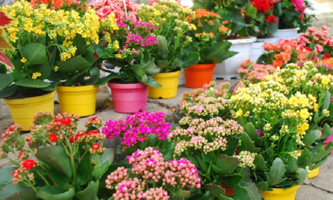 Quan niệm về những lo&agrave;i hoa mang lại may mắn trong ng&agrave;y tết