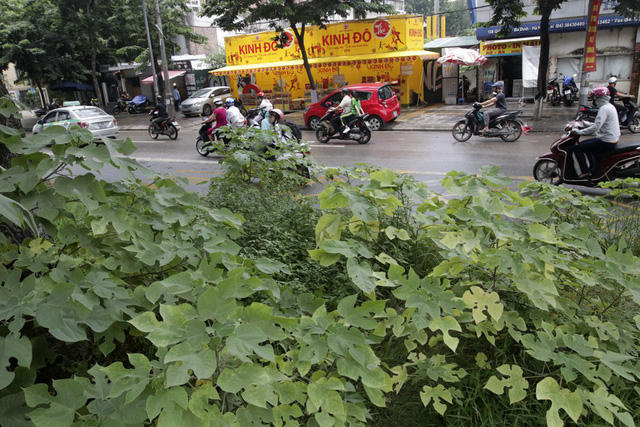 Hà Nội: Cây dại mọc như ở bãi hoang giữa phố Giảng Võ