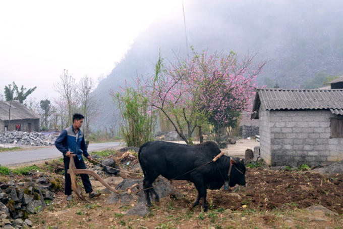 Hoa Đào gần gũi với cả cuộc sống lao động của người dân.