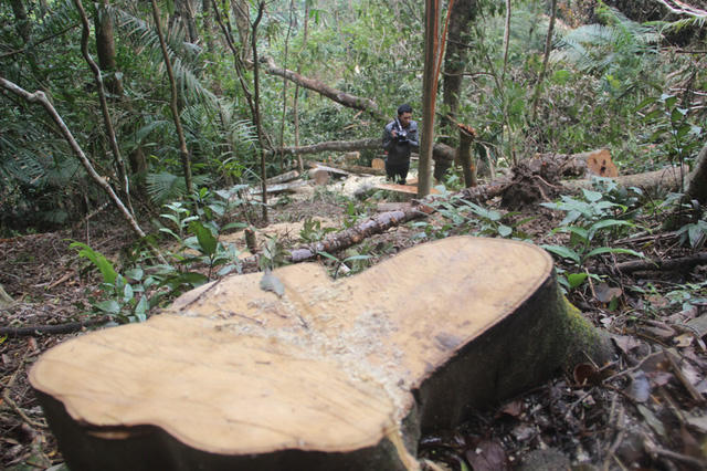 Một gốc cây vừa mới bị cưa không lâu.