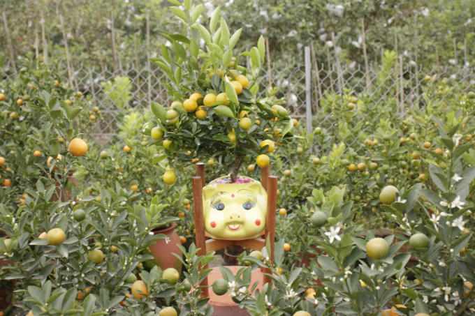 Những mẫu cây cảnh độc lạ phục vụ dịp Tết Kỷ Hợi 2019