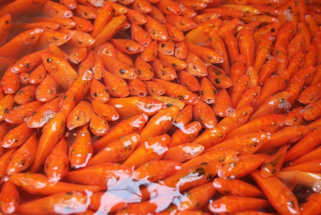 Cá khi bắt khỏi ao đưa về bể sẽ được phân thành 2 loại: loại 40 con/kg và loại 30 con/kg, giá bán 70.000-100.000/kg.