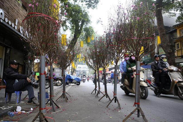 Các loại hoa đào bày bán tập trung tại đoạn phố Hàng Lược và Phùng Hưng, chủ yếu là đào cành và đào thế cỡ nhỏ.